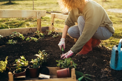 no till gardening