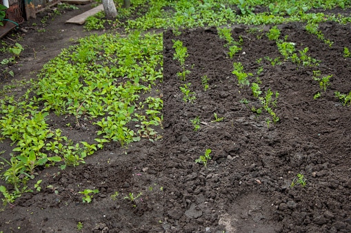 Learning responsibility in gardening 