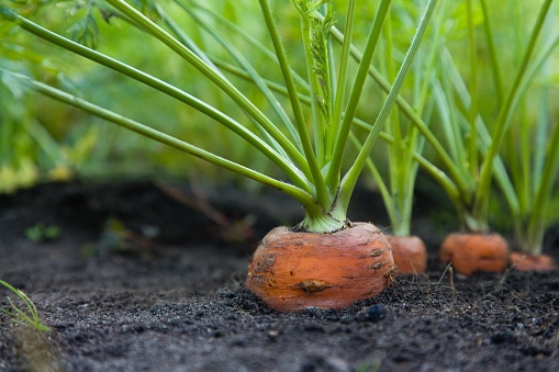 Organic methods for growing carrots