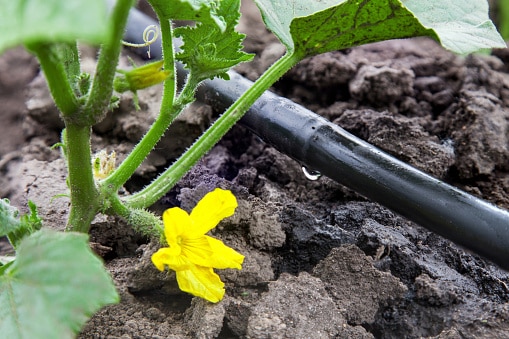 Drip irrigation for raised beds