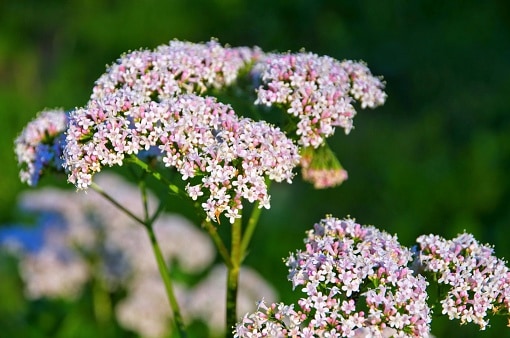 Valerian - one of the best medicinal herbs to grow