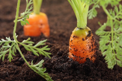 Growing carrots in a small garden