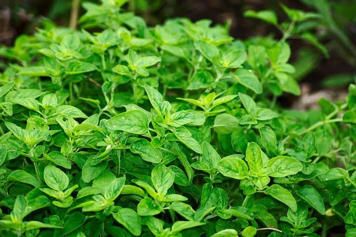 how to grow herbs