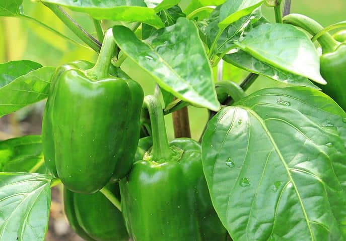 Companion planting for peppers