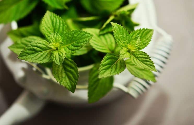 Peppermint leaves - one of the best medicinal herbs to grow
