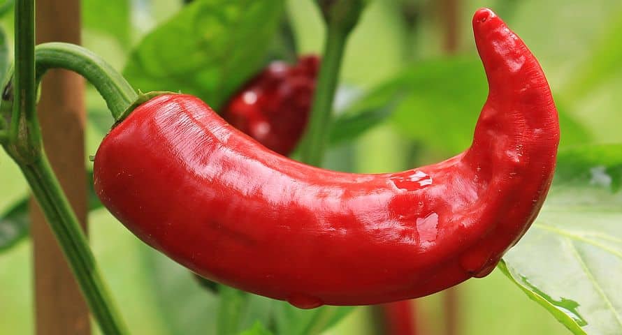 Indoor pepper plant care