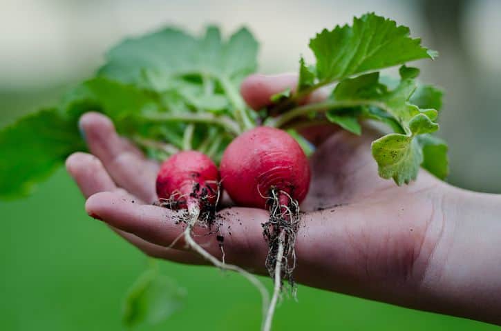 how to grow radishes