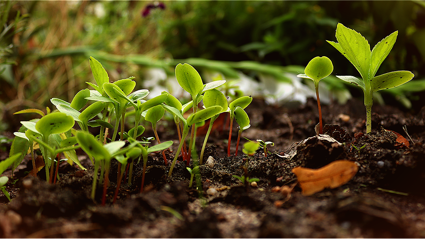 essential plant nutrients