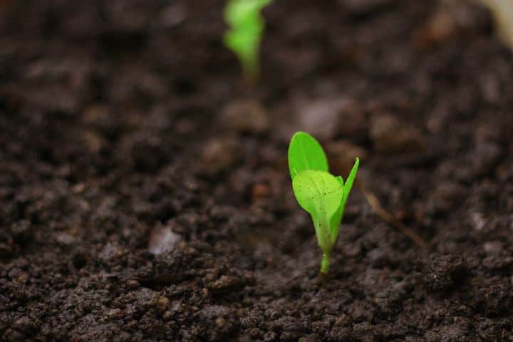 Maximizing pea yield in a home garden