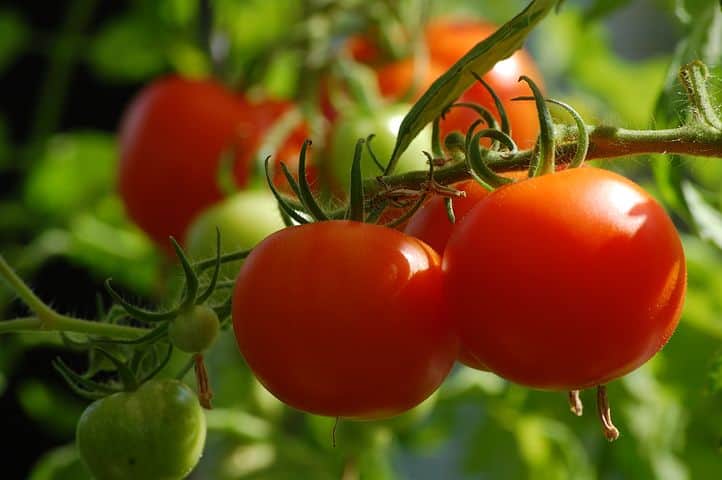 how to grow roma tomatoes