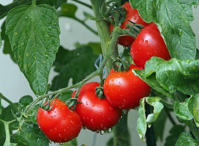 how to grow roma tomatoes