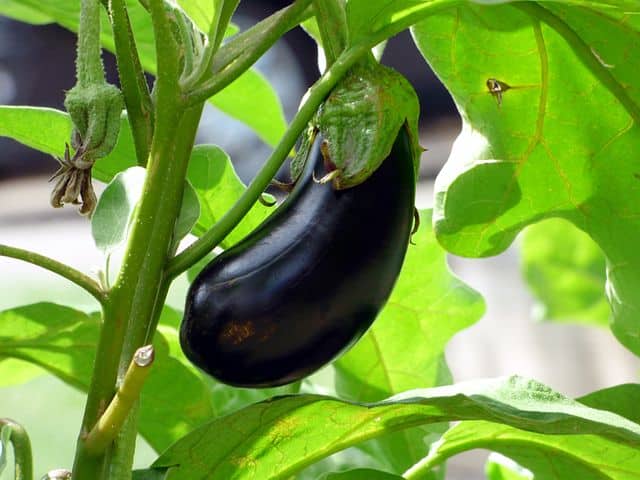 What seeds to start in january - eggplant or aubergine 