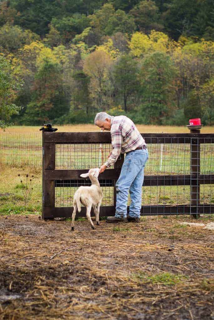 urban homesteading, raising goats, sustainable lifestyle