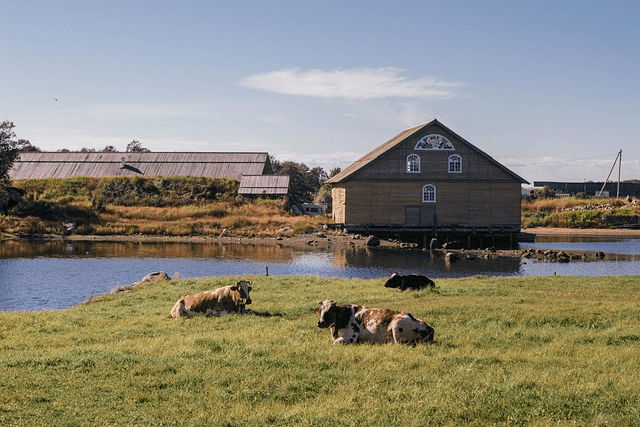 solovki, cows, pasture