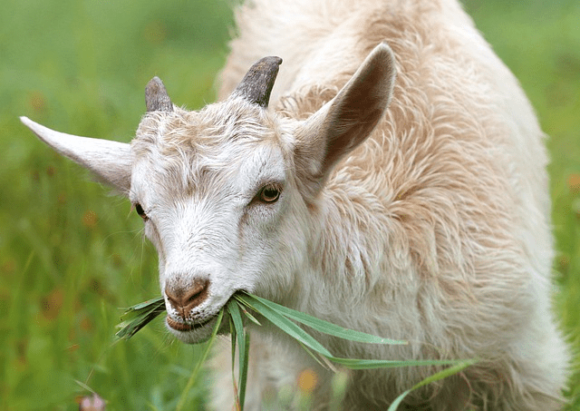 goat, grass, livestock