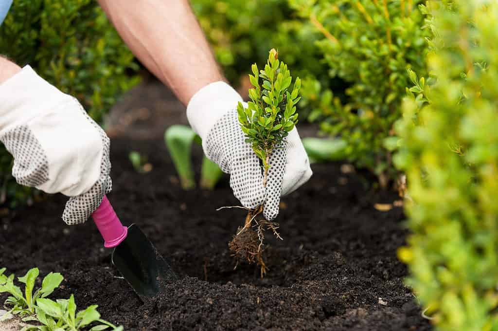 Planting and caring for your garden
