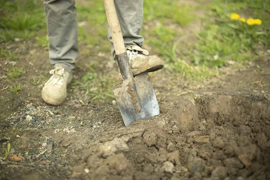 Preparing the soil for gardening