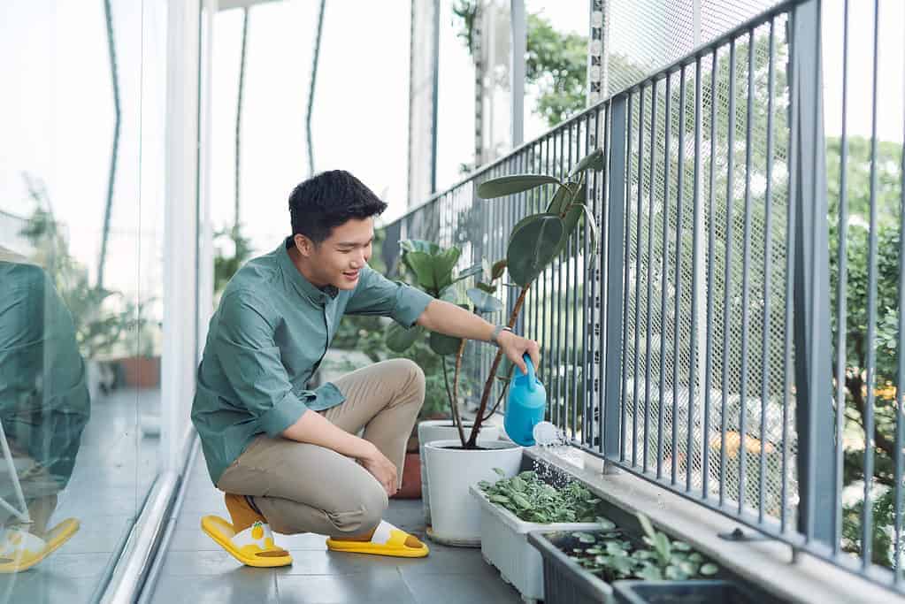 man watering green plants on the balcony, small cozy garden in apartment