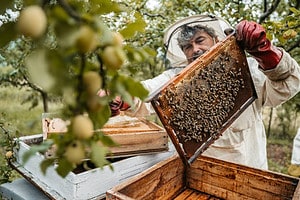 Male beekeeper harvesting honey from the honeycombs outdoors.