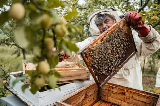 Male beekeeper harvesting honey from the honeycombs outdoors.