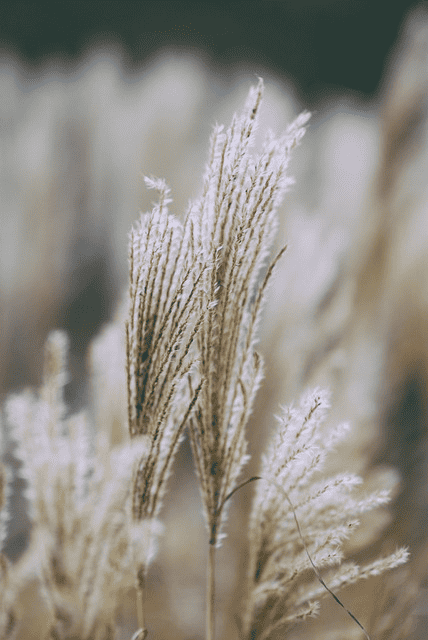 nature, wheat, cover