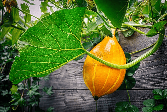 pumpkin, garden, raised bed