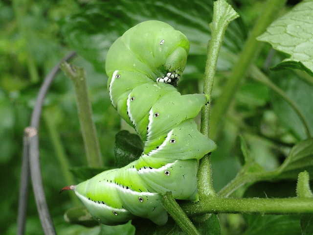 Pests in the garden