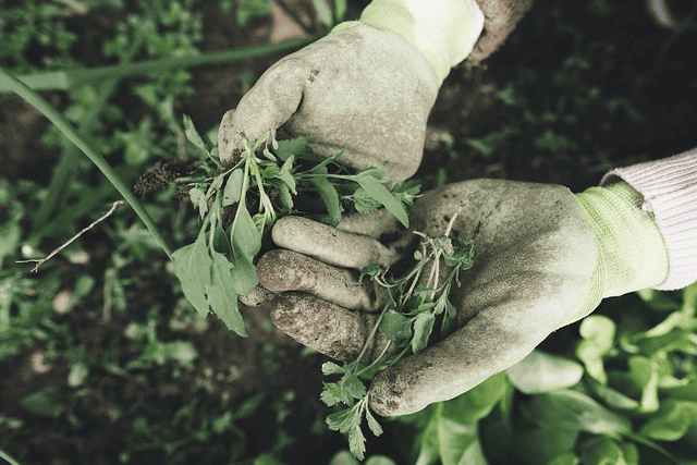 The Best Gardening Clothes for 2023