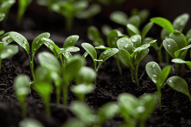 Seedlings of cover crops