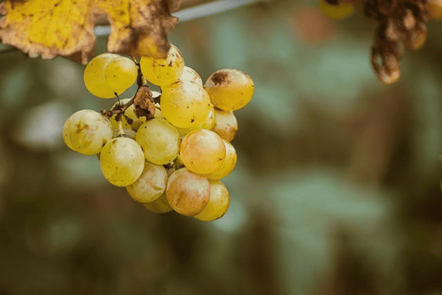 fall, agriculture, wallpaper hd