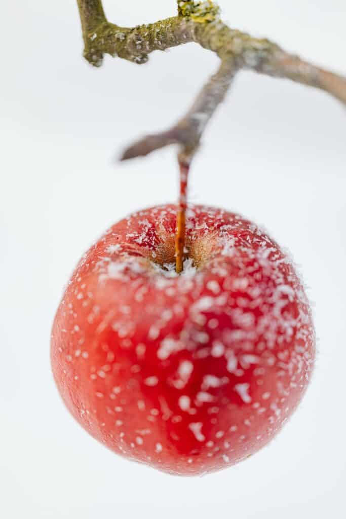 Close Up of Delicate Frozen Apple 