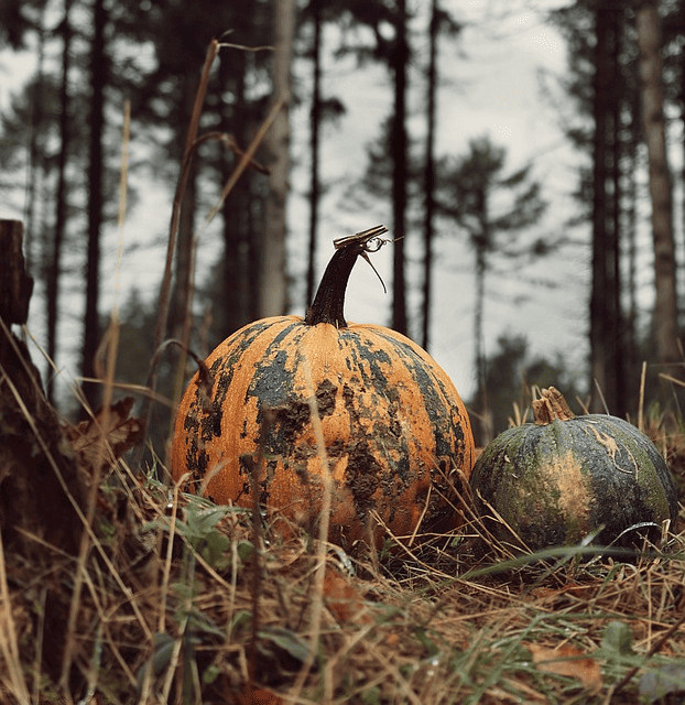 pumpkin, vegetables, harvest