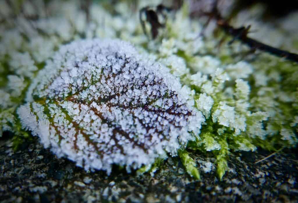 Frost Leaf