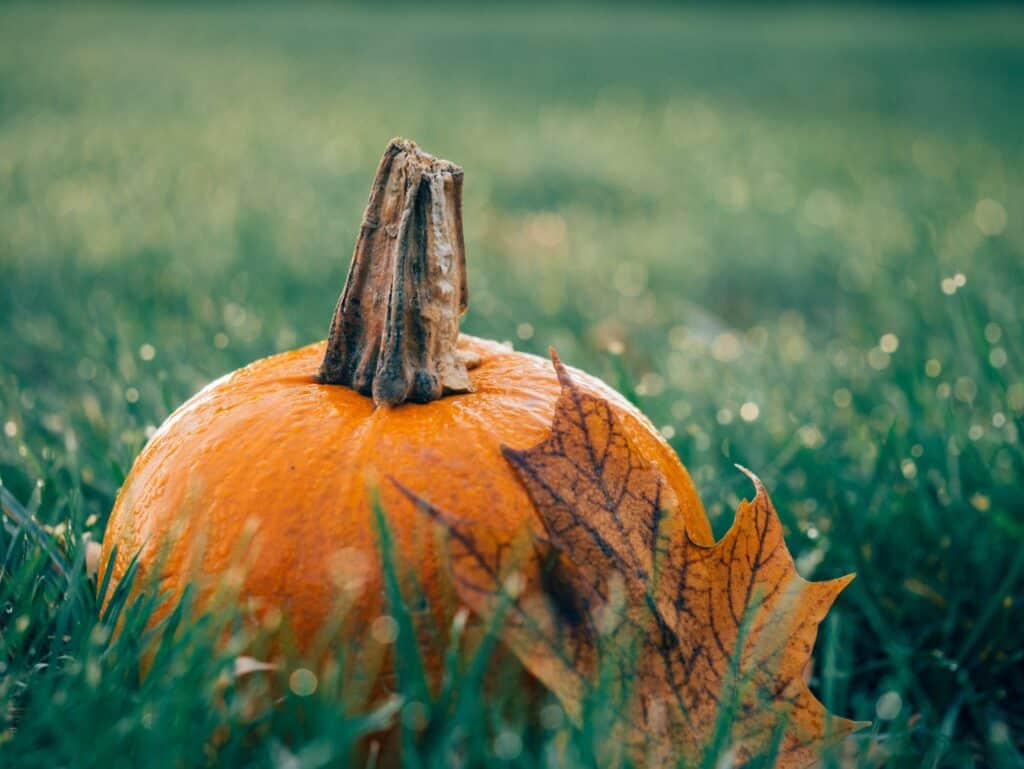 Pumpkin on Green Grass