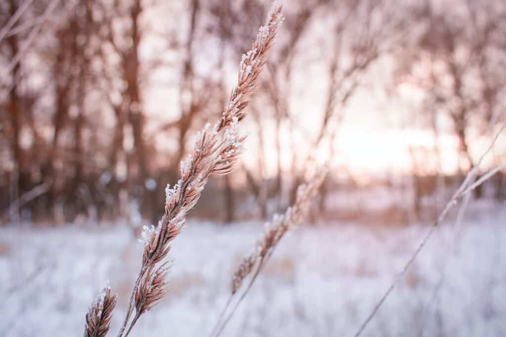  Plant during winter