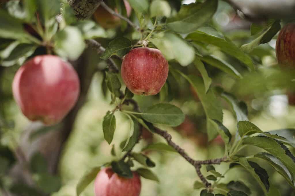 Shiny delicious apples hanging from tree branch with green leaves in apple orchard on blurred background