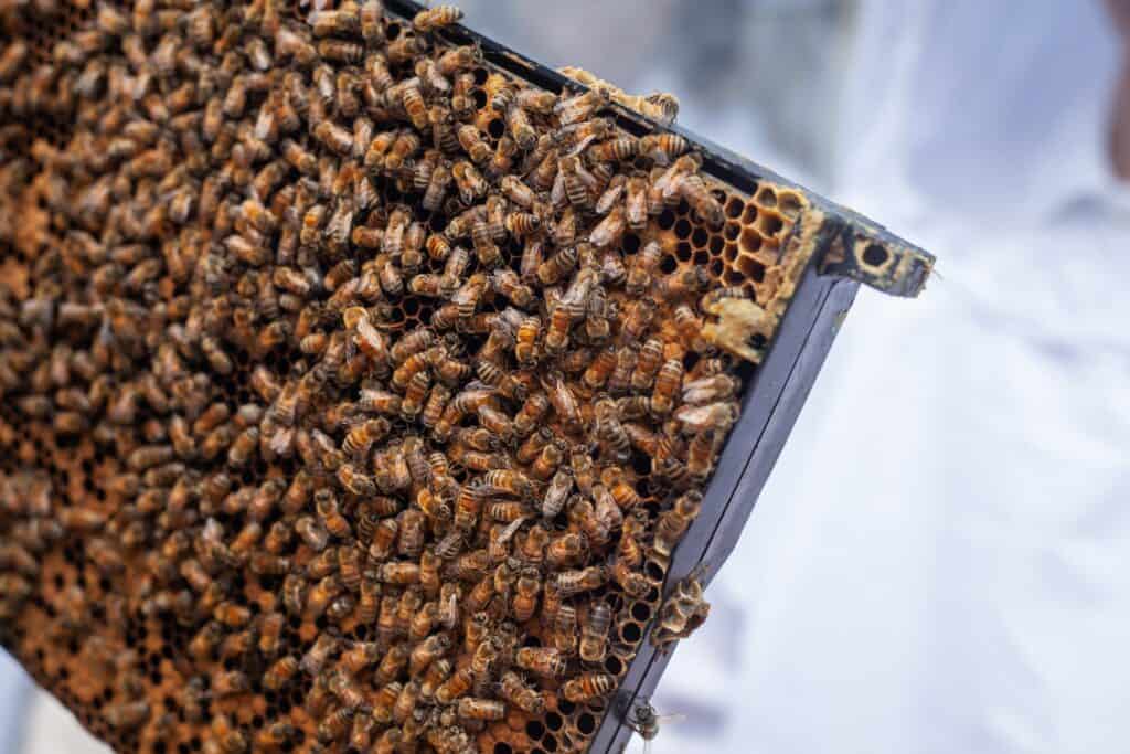 bees on a honey frame