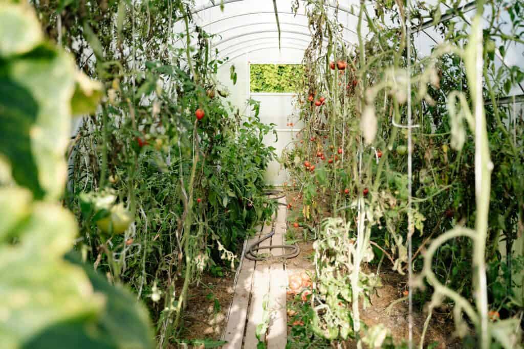 Tomatoes in greenhouse supported by trellis