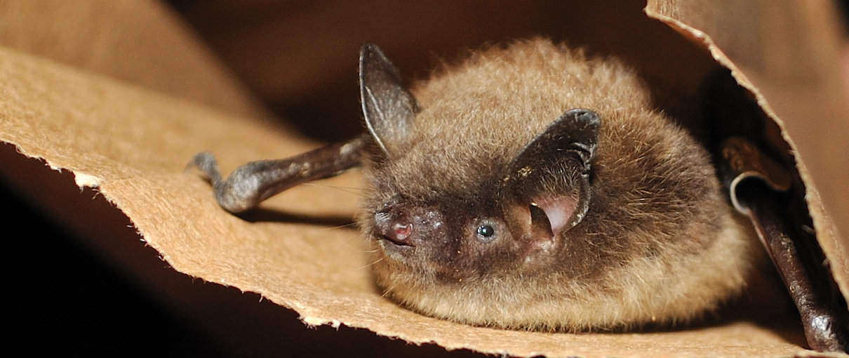 Endangered bats are evolving to fight off an exotic fungal disease