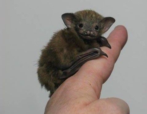The Bumblebee bat could be the worlds living smallest mammal! It is only  the size of a large bumblebee. : r/aww