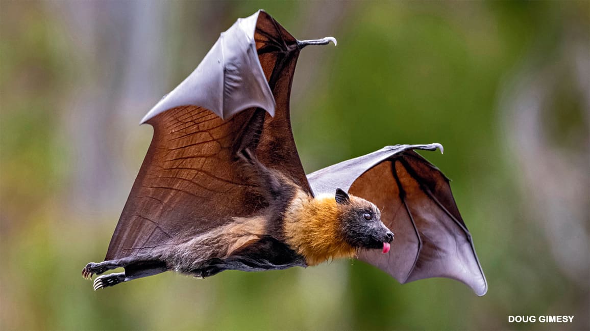 5 Uses for Bat Wings - NWF | Ranger Rick