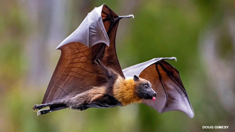Discover the Charm of Cute Bats: Nature’s Adorable Night Flyers