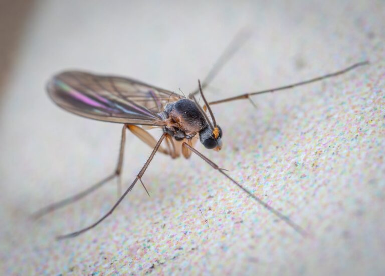 Banish Buzzing Pests: Your Essential Guide on How to Get Rid of Gnats