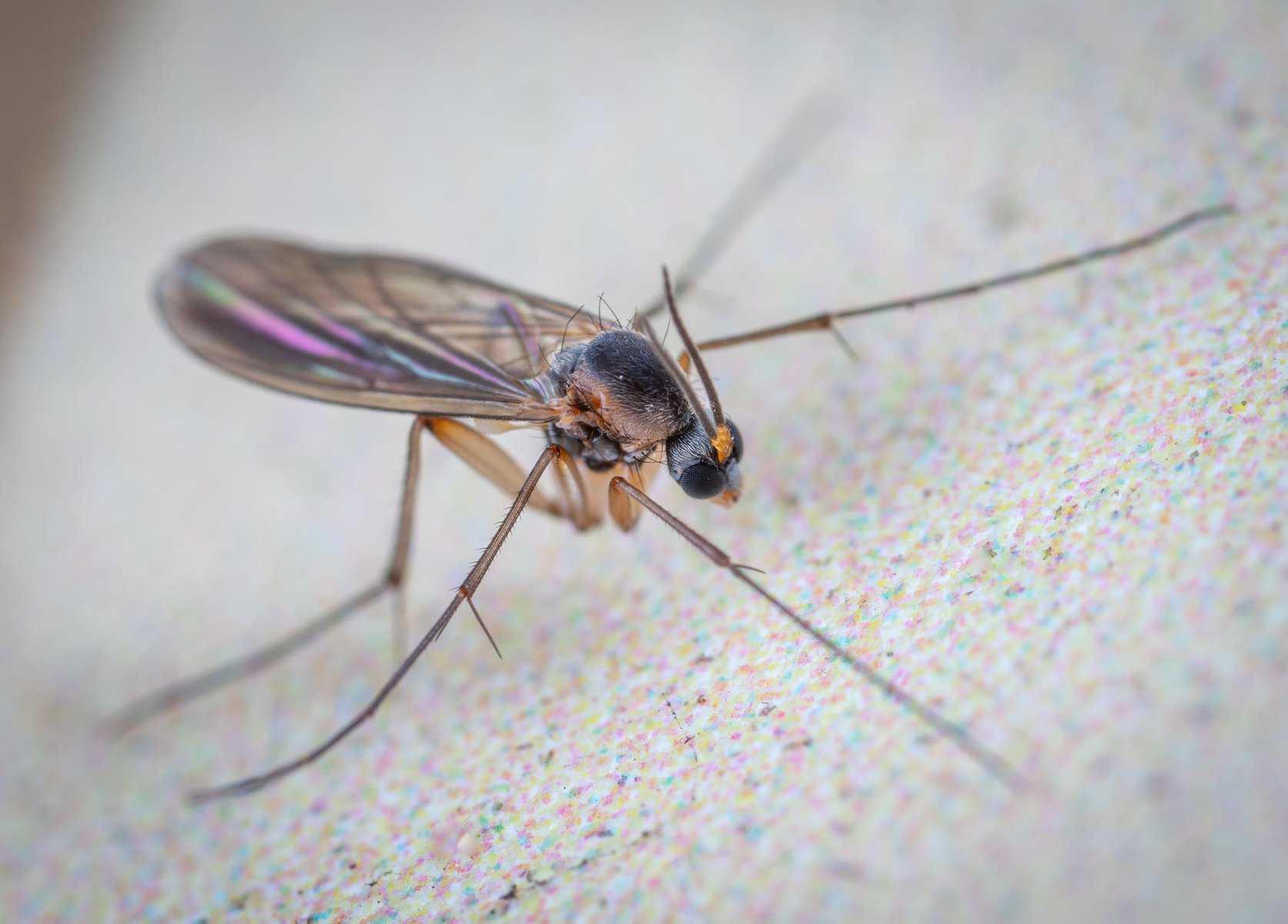 Wild gall midge fly with long legs and translucent wings with black head crawling on flat white surface of aquarium