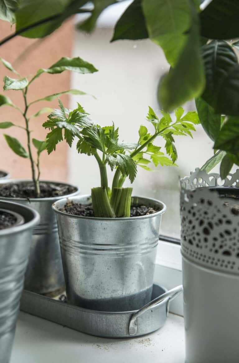 Container Gardening for Beginners: A Simple Guide to Starting Your Thriving Garden