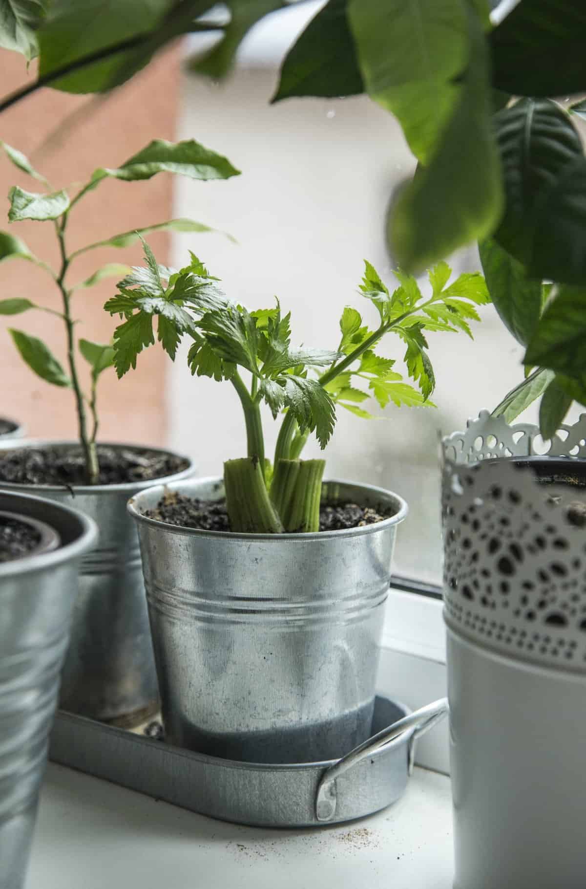 Green celery in metal pots cultivated on windowsill
